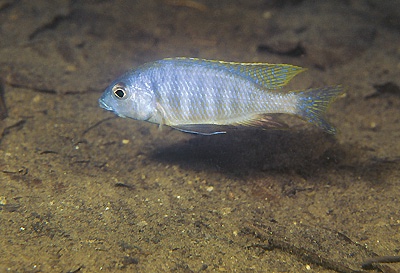 Placidochromis sp. 'electra mozambique' Lumessi